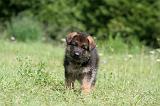 BERGER ALLEMAND 1191